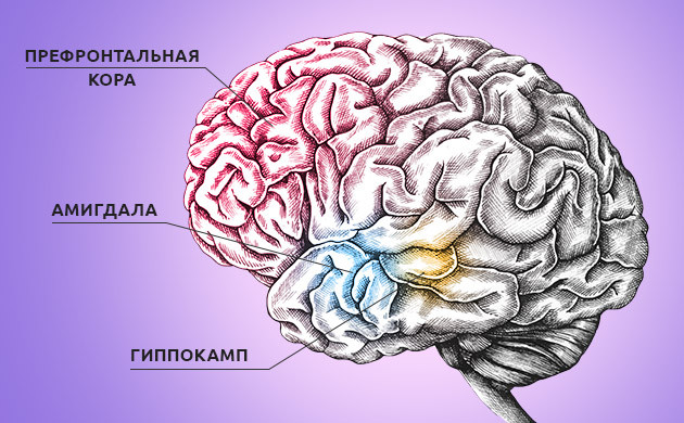 Три отдела мозга, на которые воздействует ТГК