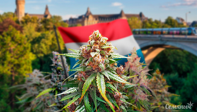 Как легализация повлияла на выращивание конопли в Люксембурге Легализация конопли в Люксембурге