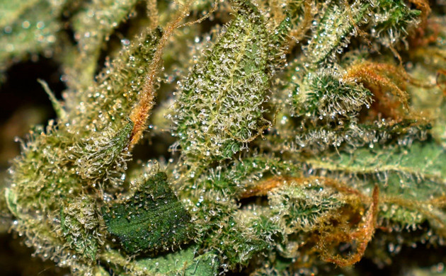 Прозрачные трихомы