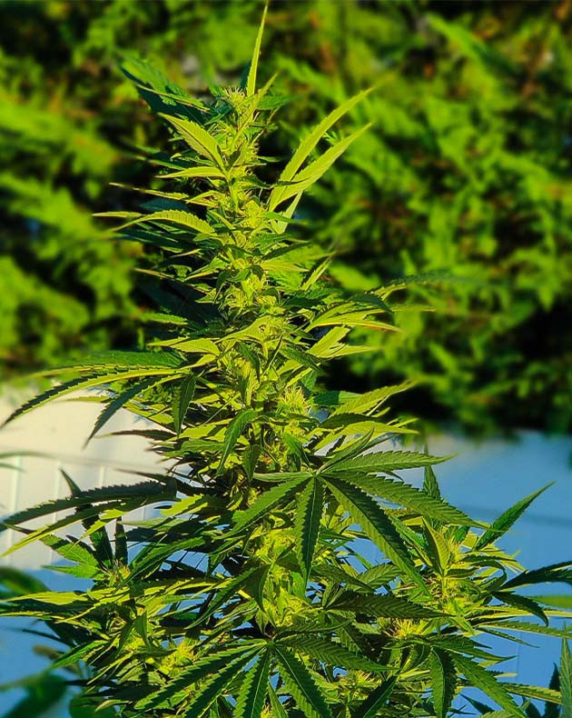 Стимуляция цветения куста Wedding Gelato