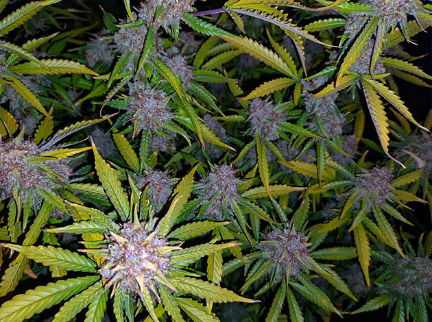 Выращивание сорта Tashkenti Auto Растение Tashkenti Auto на 13 неделе выращивания