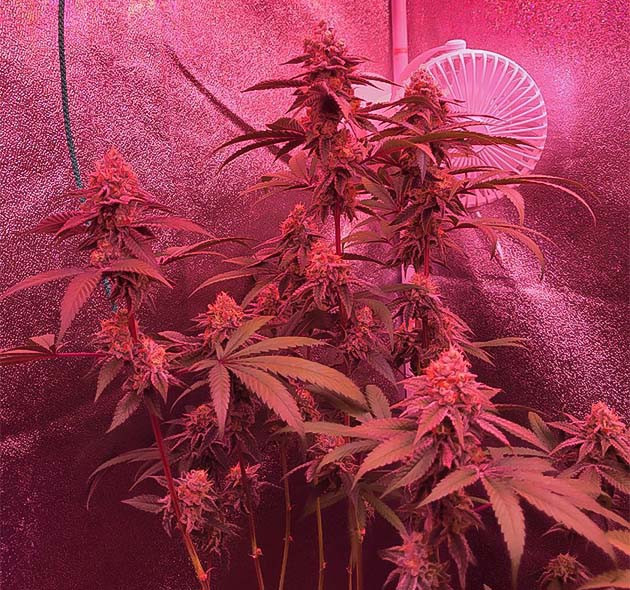 Каннабис в цветении