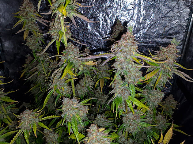 Кусты Tashkenti Auto в горшках Куст Tashkenti Auto на 14 неделе выращивания