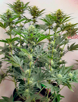 Куст конопли ростом 76 см