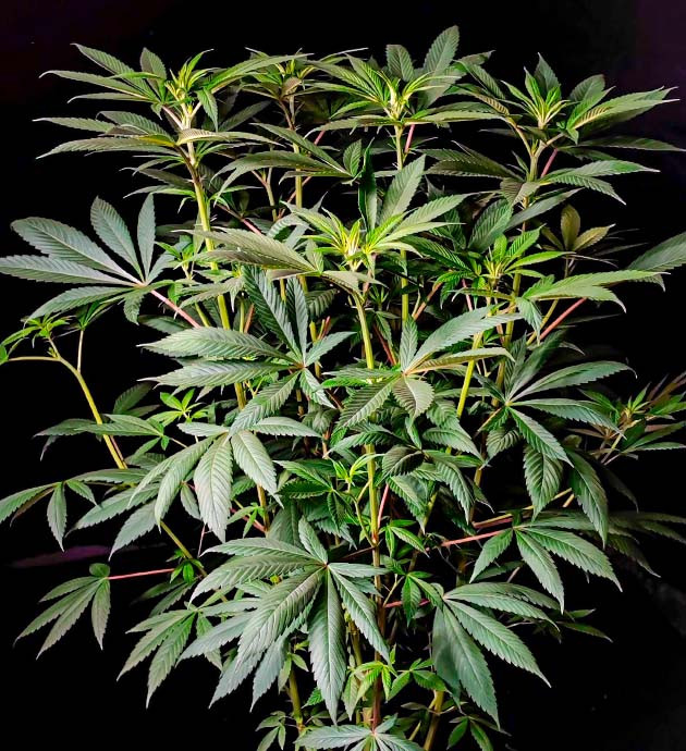 Sweet Cherry Pie дневник по выращиванию