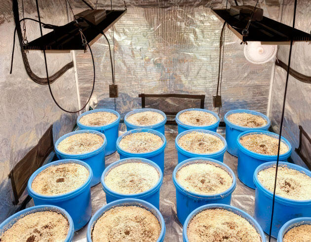 Проращивание семян каннабиса Проращивание Mimosa X Orange Punch