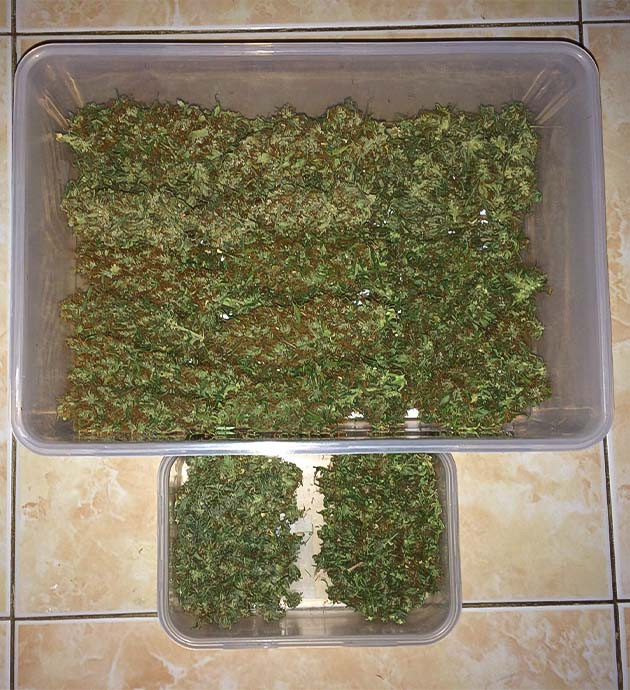 Финальное взвешивание Euforia X: результаты выращивания