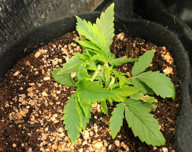 Стадия вегетации мраихуаны LST на стадии вегетации