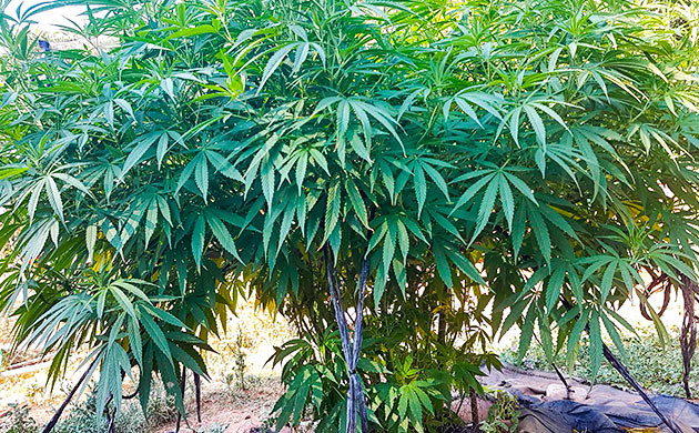 Стимуляция цветения куста Runtz Muffin