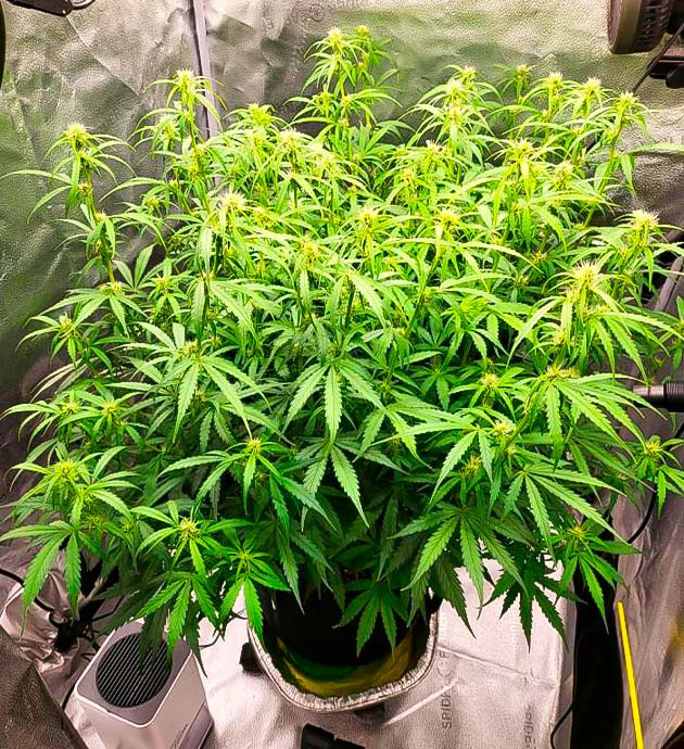 Куст Forbidden Runtz Auto от FastBuds на стадии цветения