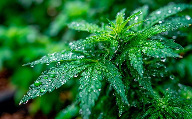 Абсцизовая кислота – защитник от стрессов