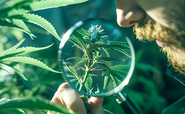 Стратегии избавления от клещей