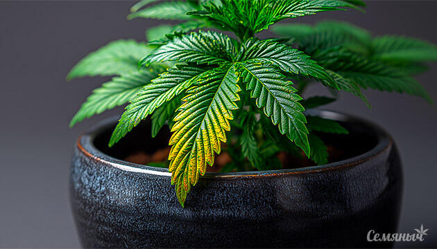 Что показывает состояние листьев каннабиса?