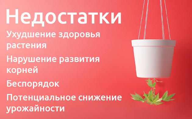Topsy-Turvy Planting: плюсы и минусы Перевёрнутая посадка: стоит ли пробовать?