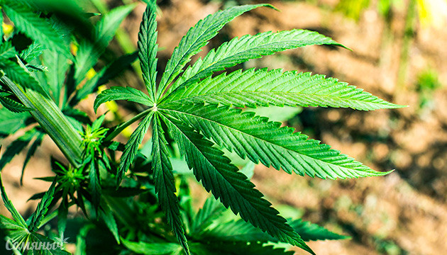 Лендрейсы сативы