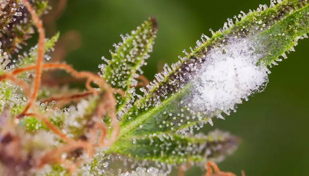 Плесень на конопле