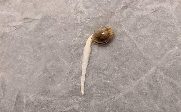 Росток Critical Kush Auto