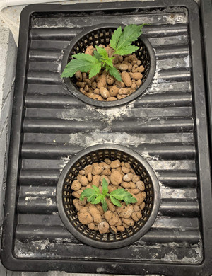 Ростки в гидропонике