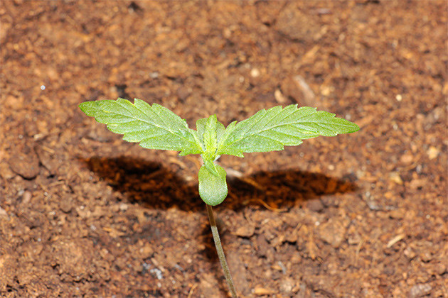 Росток Jack Herer Auto