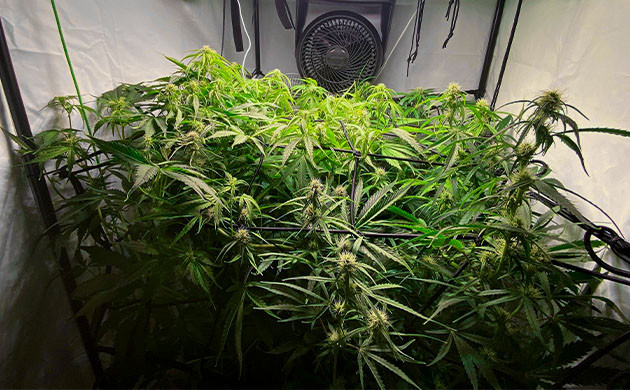 Возвращение сетки скрог из-за активного роста