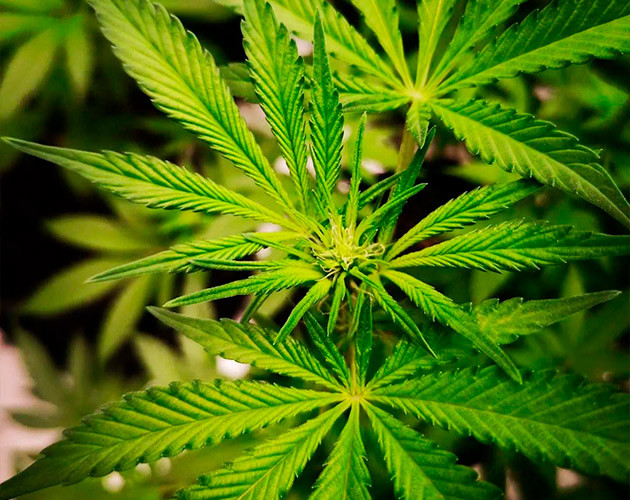 Точки роста шишек