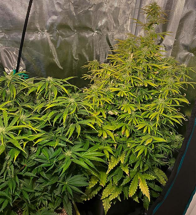 Стадия цветения на 8 неделе выращивания Отмирание листьев на кусте