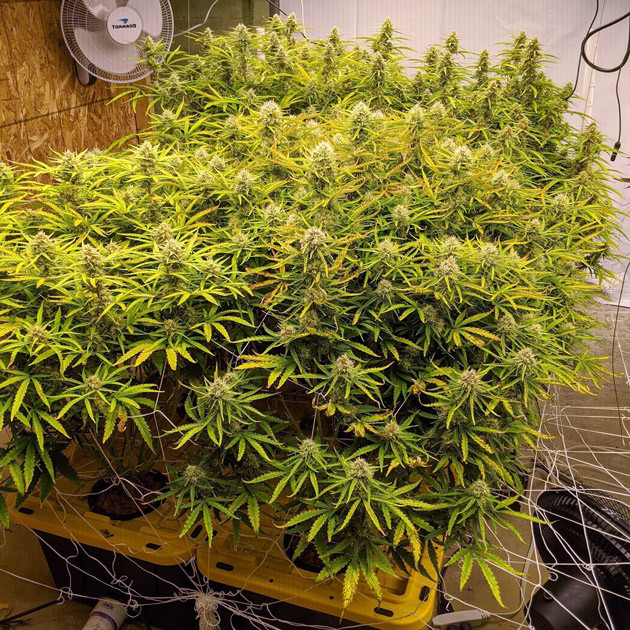 Кусты Girl Scout Cookies auto fem на девятой неделе выращивания