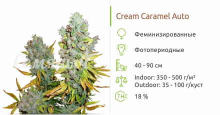 Cream Caramel Auto fem от Sweet Seeds