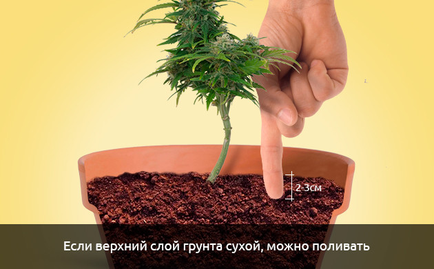 Чрезмерный полив