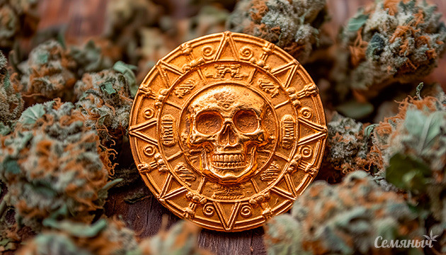 Acapulco Gold — Легенда мексиканских гор