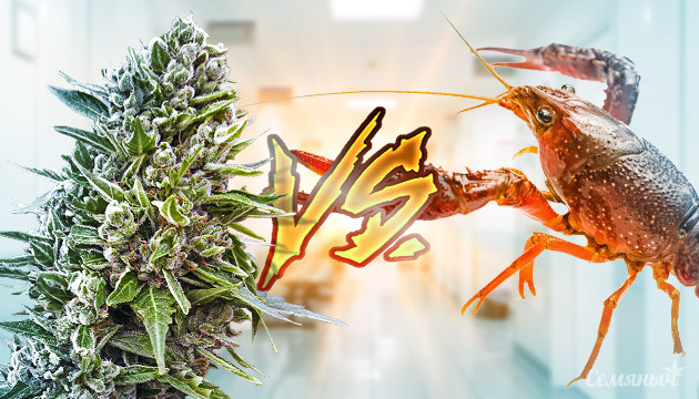 Лечение рака с помощью марихуаны