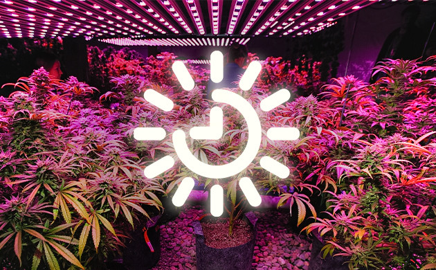 Свет для правильного цветения автоцветов Освещение автоцветущих сортов при проблемах с развитием