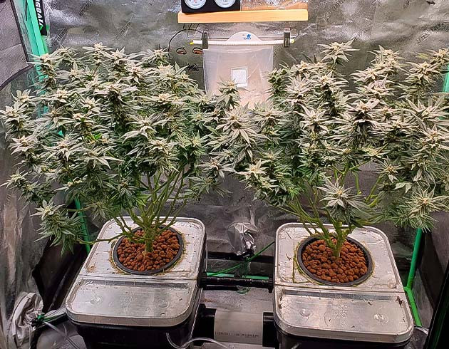 Конопля сорта Apple Betty приобретает фиолетовый оттенок