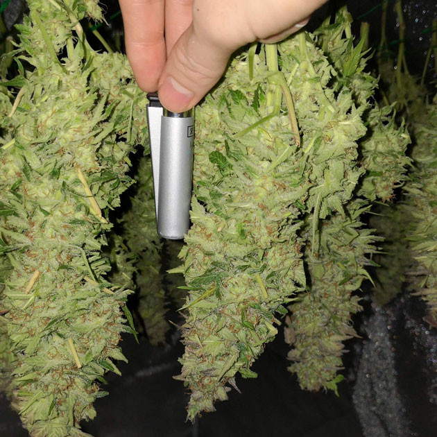 Сушка ветвей конопли Шишки больших размеров