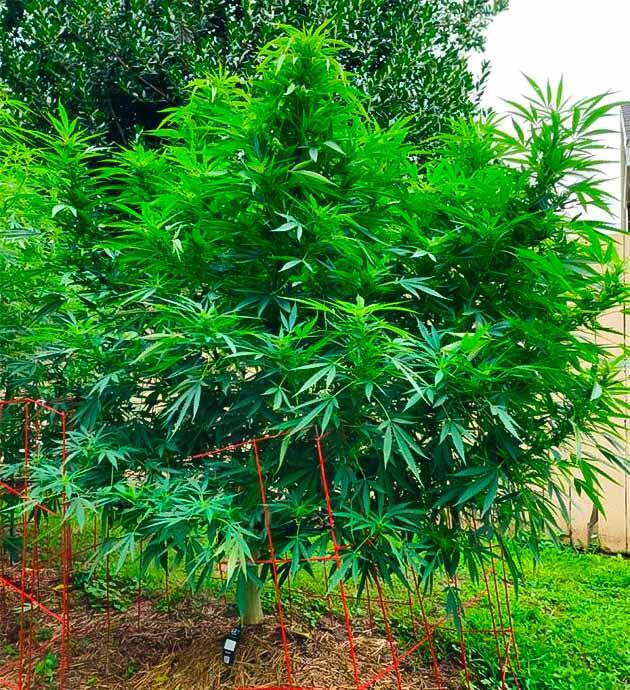 Конопля GG4 Sherbet FF с удалёнными мелкими побегами