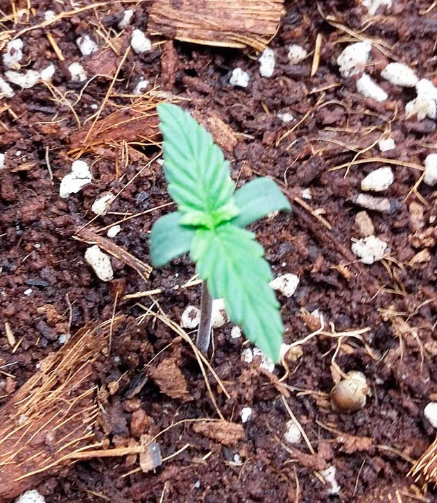 Световой режим и состав удобрений Росток Critical XXL Auto от Herbies Seeds