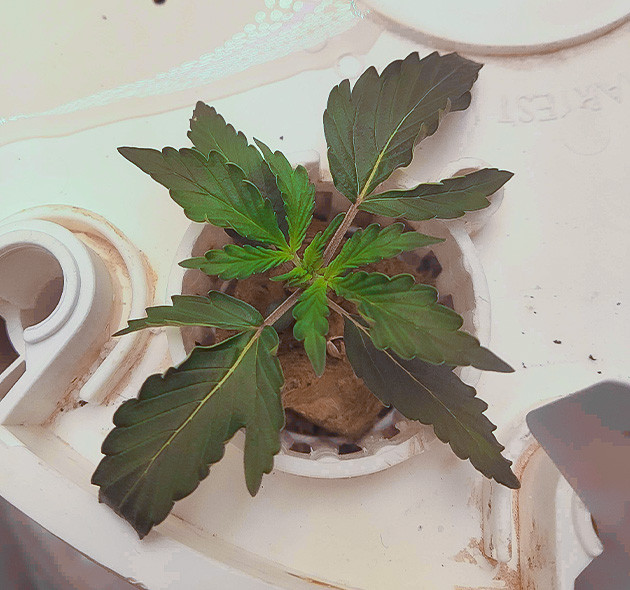 Росток CBD Auto 20:1 на 1 неделе выращивания