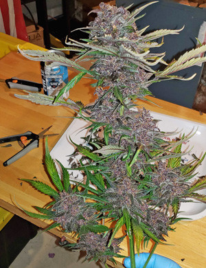 Срезаная кола LSD Auto