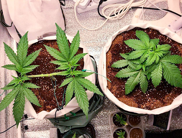 Стимуляция роста куста LSD