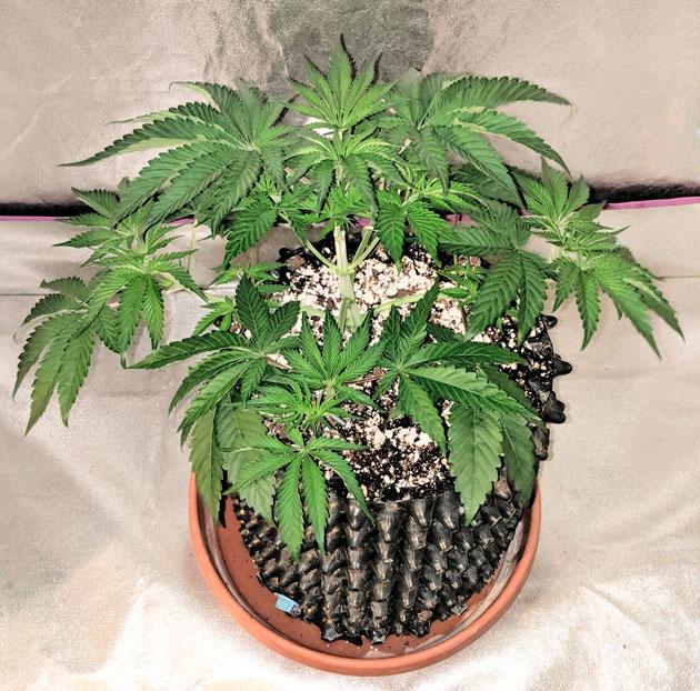 Куст Sapphire OG от Humboldt Seed Organization ростом 25 см