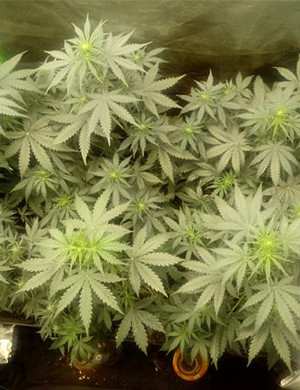 Кусты ростом 15 см