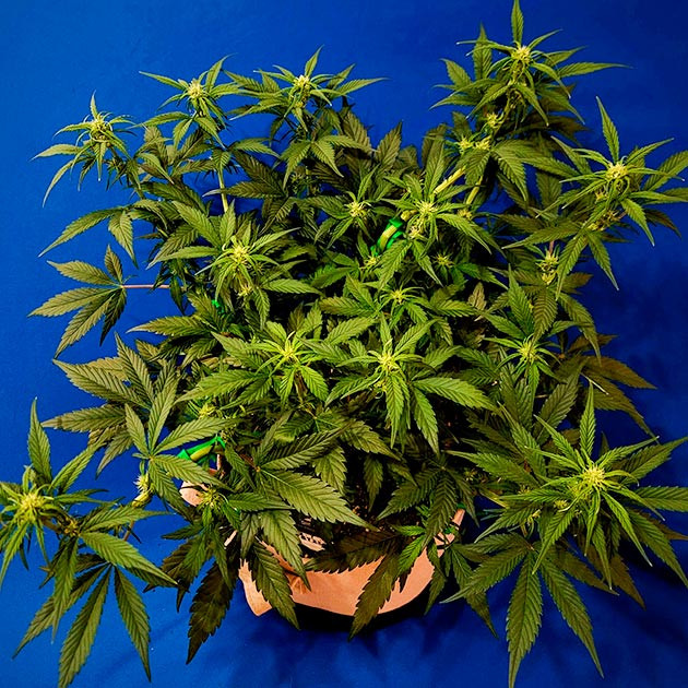 Стимуляция цветения сорта Gorilla Zkittlez Auto Перевод на цветение растения Gorilla Zkittlez Auto