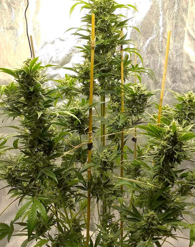 Цветение на 8 неделе выращивания Набор массы шишек