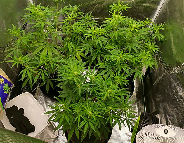 Первая неделя цветения 5 неделя выращивания