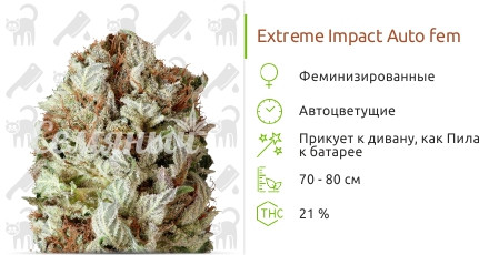 Extreme Impact Auto от Heavyweight Seeds