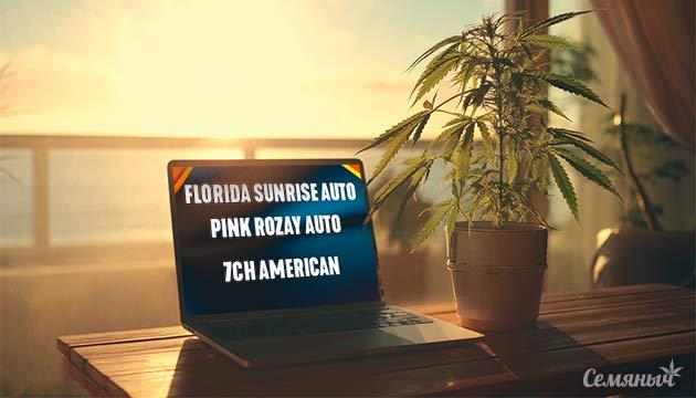 Гроурепорт Florida Sunrise Auto от 7CH American