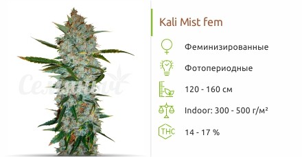 Kali Mist fem от Serious Seeds