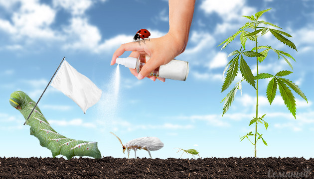 Эффективные способы для борьбы с вредителями марихуаны