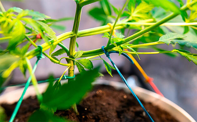 Метод тренировки конопли — Low Stress Training