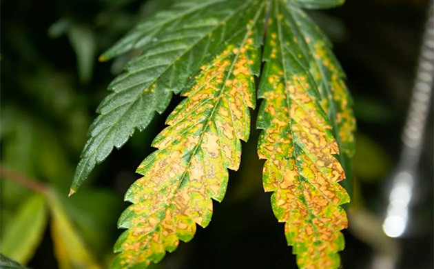 Вирусные инфекции у конопли Желтые и бурые пятна на половине листа марихуаны